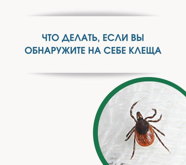 Клещевой вирусный энцефалит и меры его профилактики.